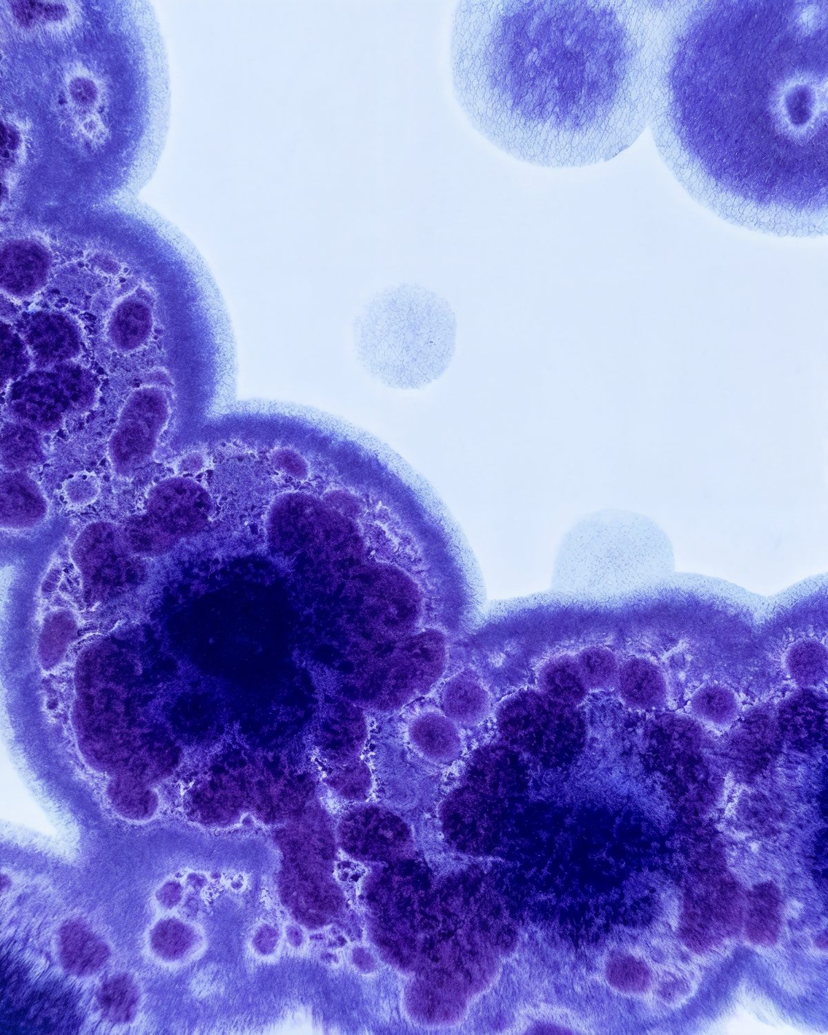 Violet microscopy imagery of immune cells